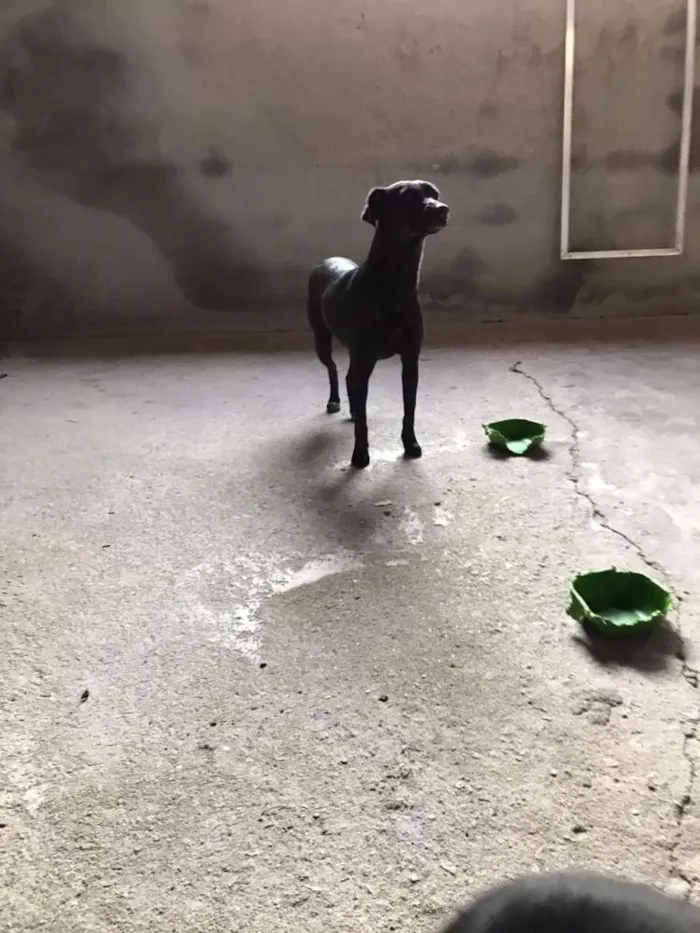 Cachorro ra a Sem raça idade 1 ano nome Afrodith