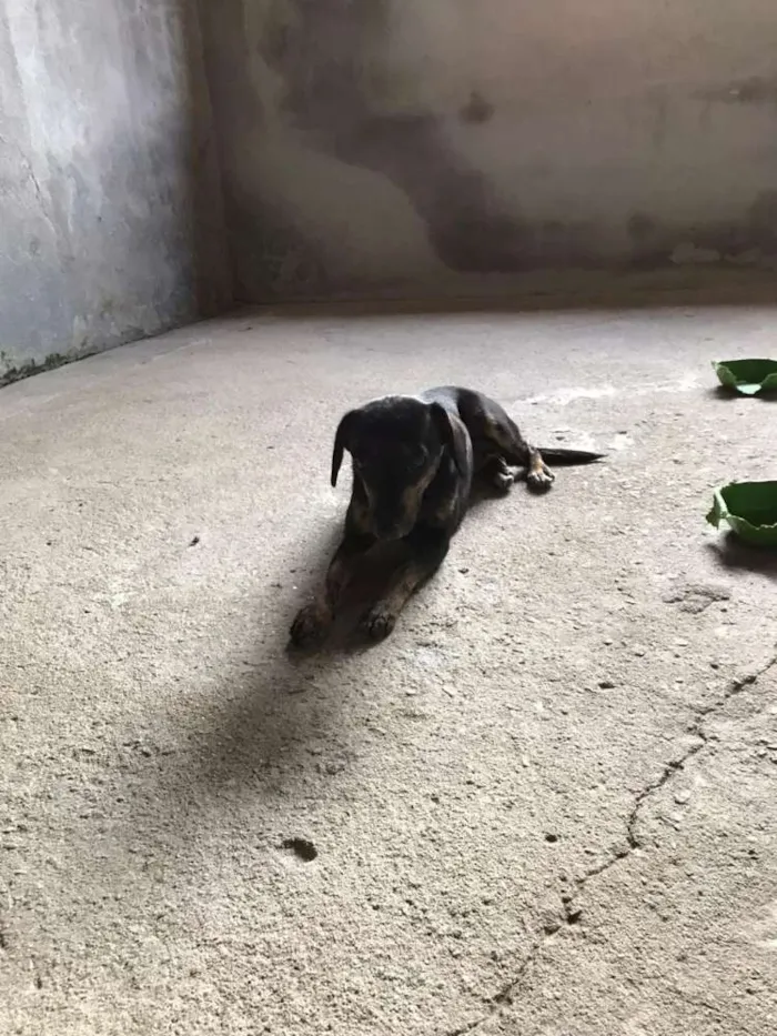 Cachorro ra a Sem raça idade 1 ano nome Persefanie