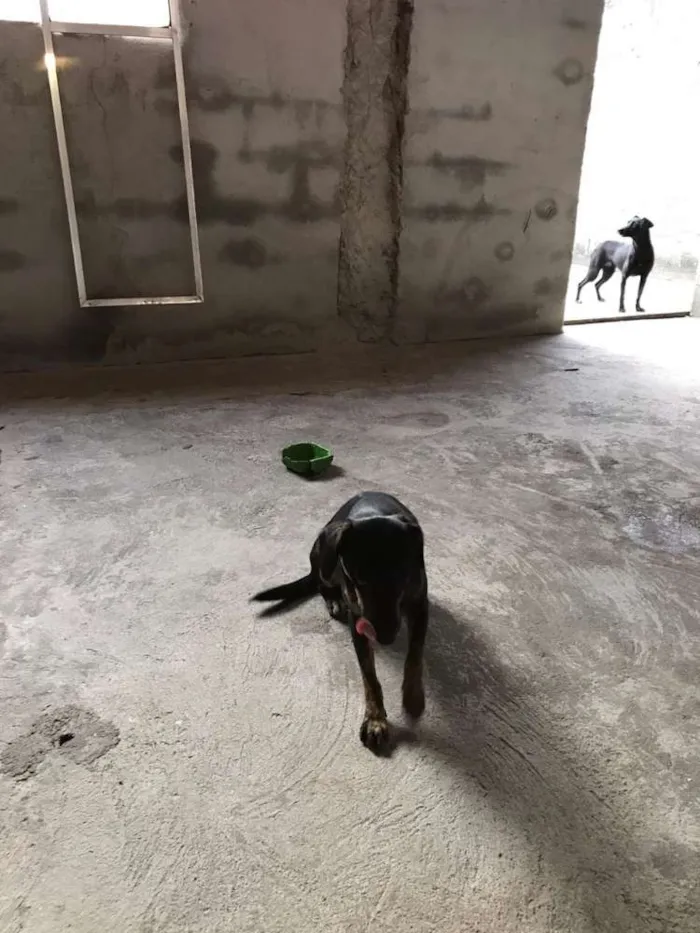 Cachorro ra a Sem raça idade 1 ano nome Persefanie