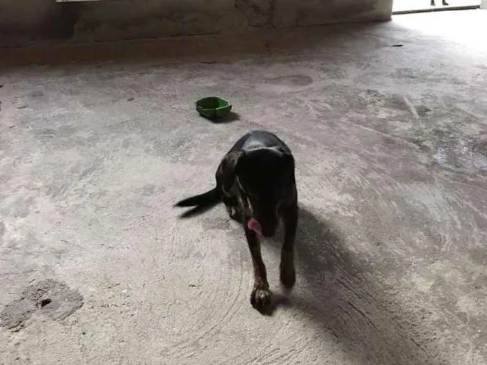 Cachorro ra a Sem raça idade 1 ano nome Persefanie
