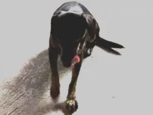 Cachorro raça Sem raça idade 1 ano nome Persefanie