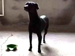 Cachorro raça Sem raça idade 1 ano nome Afrodith