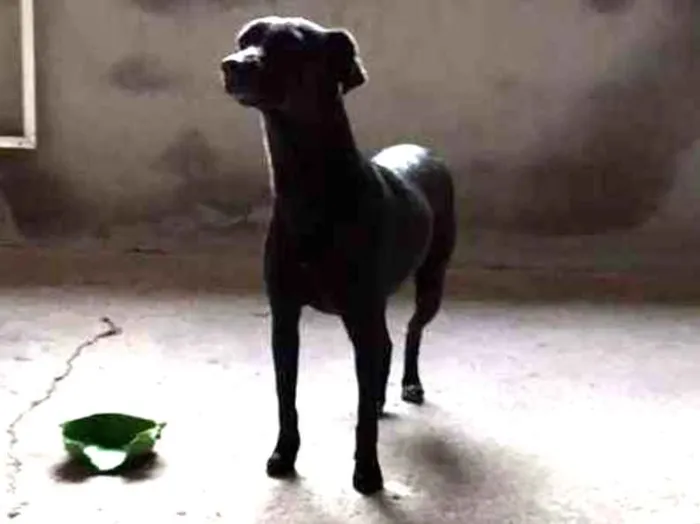 Cachorro ra a Sem raça idade 1 ano nome Afrodith