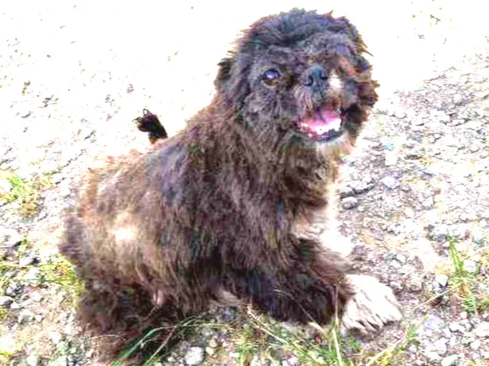 Cachorro ra a Shih Tzu  idade 3 anos nome Sem mome