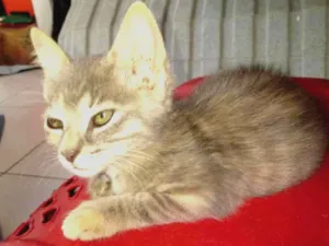 Gato raça SRD idade 2 a 6 meses nome FLORZINHA