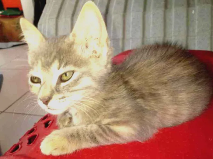 Gato ra a SRD idade 2 a 6 meses nome FLORZINHA