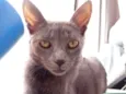 LUA