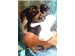 Gato raça Gatinhos de rua idade Abaixo de 2 meses nome Sem nome