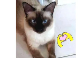 Gato raça Seanes idade 2 anos nome Brisa