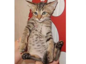 Gato raça mestiço idade 2 a 6 meses nome smurf