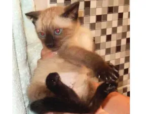 Gato raça Siamês idade 2 a 6 meses nome pandorinha