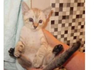 Gato raça mestiço idade 2 a 6 meses nome gelo polar