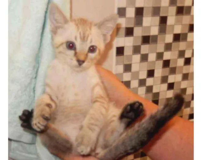 Gato ra a mestiço idade 2 a 6 meses nome gelo polar