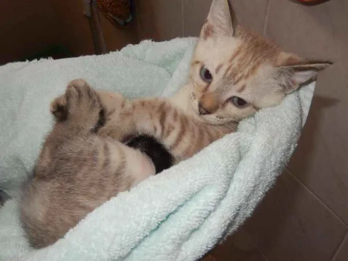 Gato ra a mestiço idade 2 a 6 meses nome gelinho polar