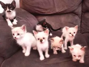 Gato raça  idade Abaixo de 2 meses nome filhotes