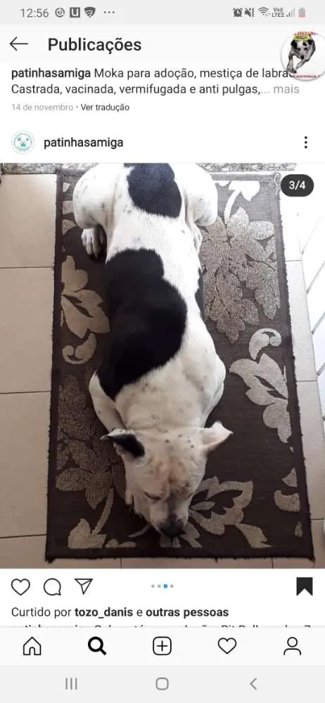 Cachorro ra a PIT BULL idade 6 ou mais anos nome GELO