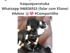 Gato raça  idade 2 a 6 meses nome Gatinhos