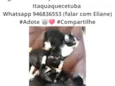 Gatinhos