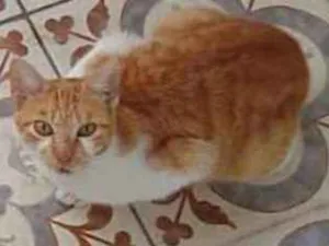 Gato raça SRD idade 1 ano nome Amarelinha