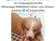 Cachorrinho 