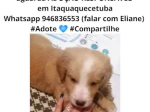 Cachorro raça  idade 2 a 6 meses nome Cachorrinho 