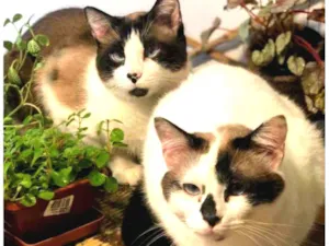 Gato raça  idade 2 anos nome Lindos Irmãos