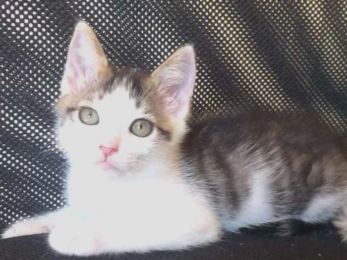 Gato ra a SRD idade 2 a 6 meses nome Favorito