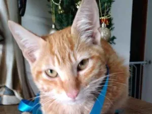 Gato raça sianes idade 2 a 6 meses nome Rico