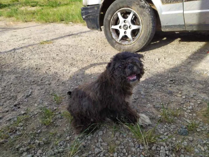 Cachorro ra a Shih Tzu  idade 3 anos nome Sem mome
