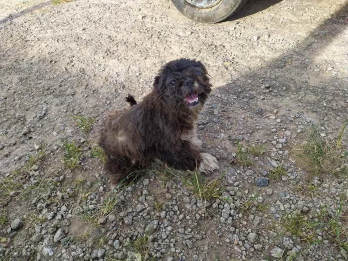 Cachorro ra a Shih Tzu  idade 3 anos nome Sem mome