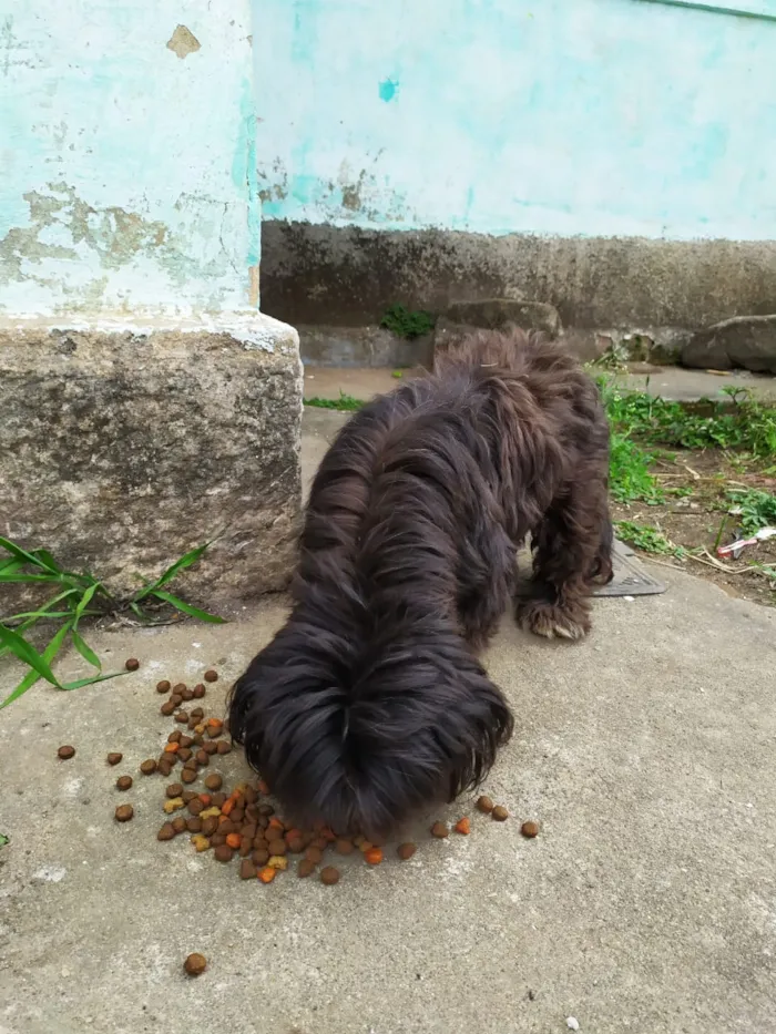 Cachorro ra a Shih Tzu  idade 3 anos nome Sem mome