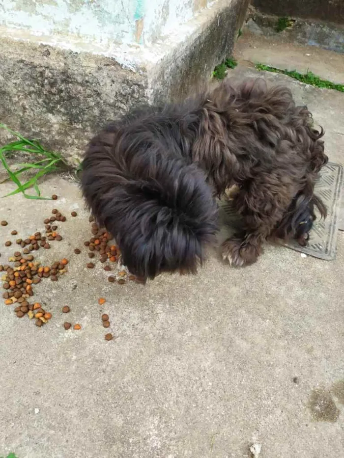 Cachorro ra a Shih Tzu  idade 3 anos nome Sem mome