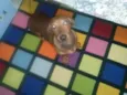 Salame