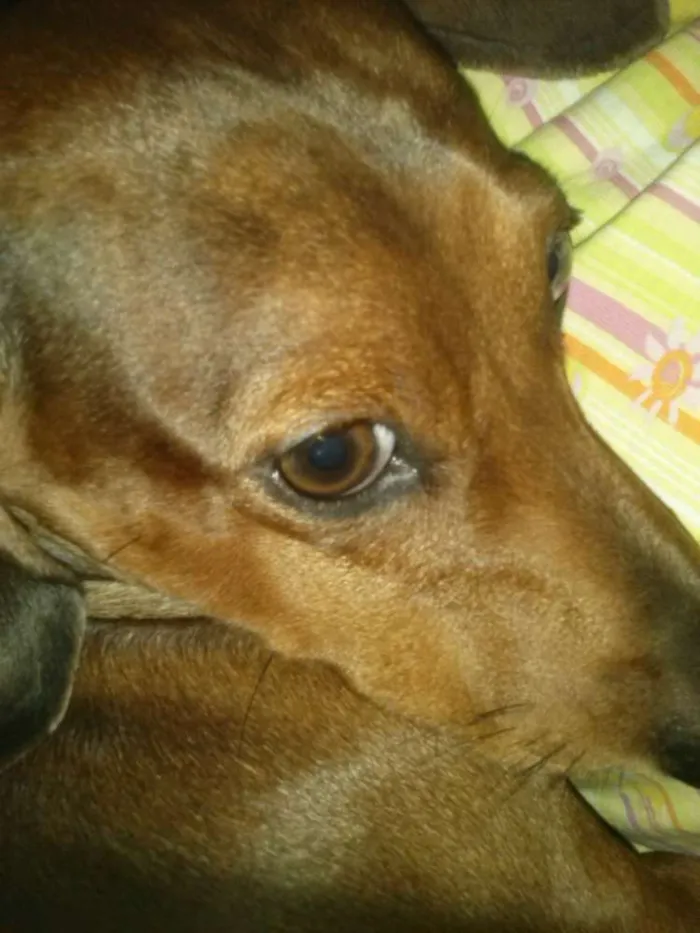 Cachorro ra a Dachshund idade 6 ou mais anos nome Salame