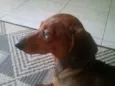 Salame