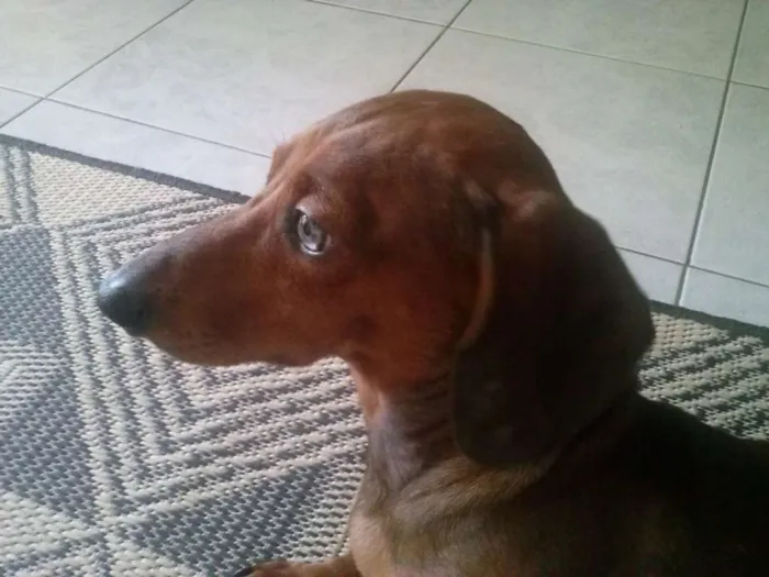 Cachorro ra a Dachshund idade 6 ou mais anos nome Salame