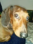 Salame