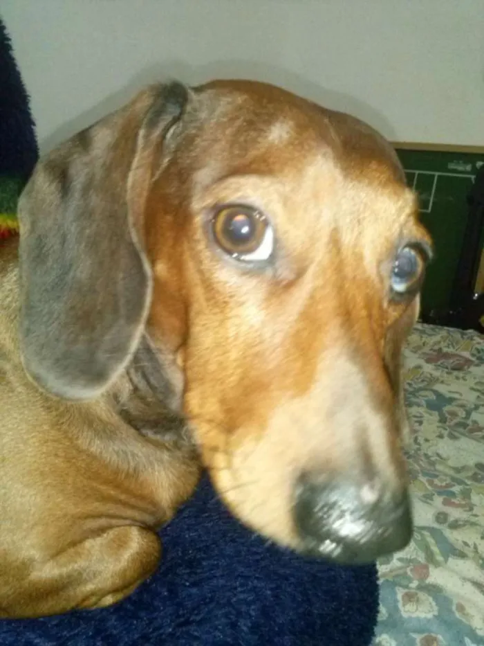 Cachorro ra a Dachshund idade 6 ou mais anos nome Salame