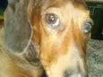 Salame