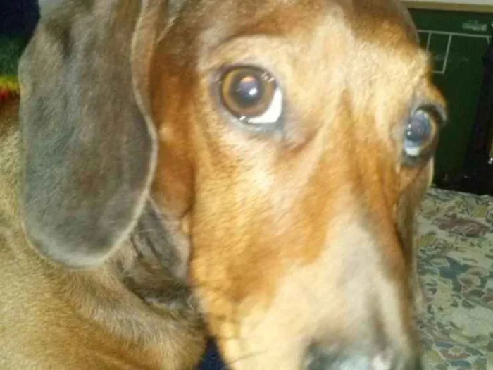 Cachorro ra a Dachshund idade 6 ou mais anos nome Salame