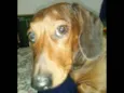 Salame