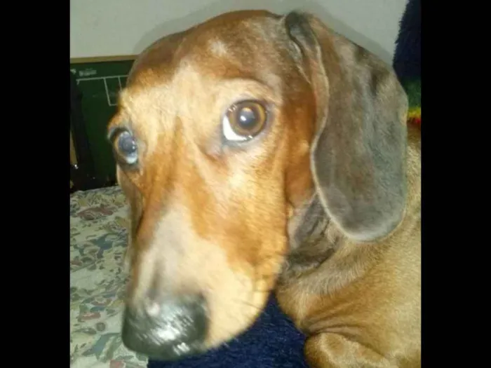 Cachorro ra a Dachshund idade 6 ou mais anos nome Salame