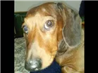 Cachorro raça Dachshund idade 6 ou mais anos nome Salame