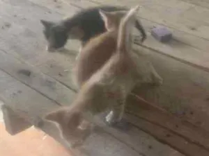 Gato raça Rajados idade 2 a 6 meses nome Nino