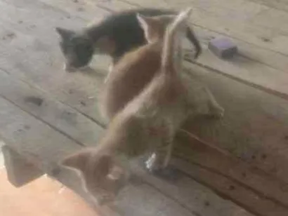 Gato raça Rajados idade 2 a 6 meses nome Nino