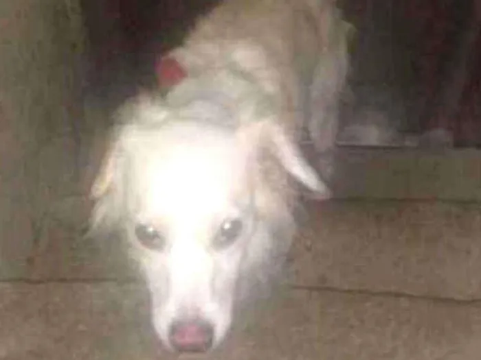 Cachorro ra a SRD idade 1 ano nome Eva