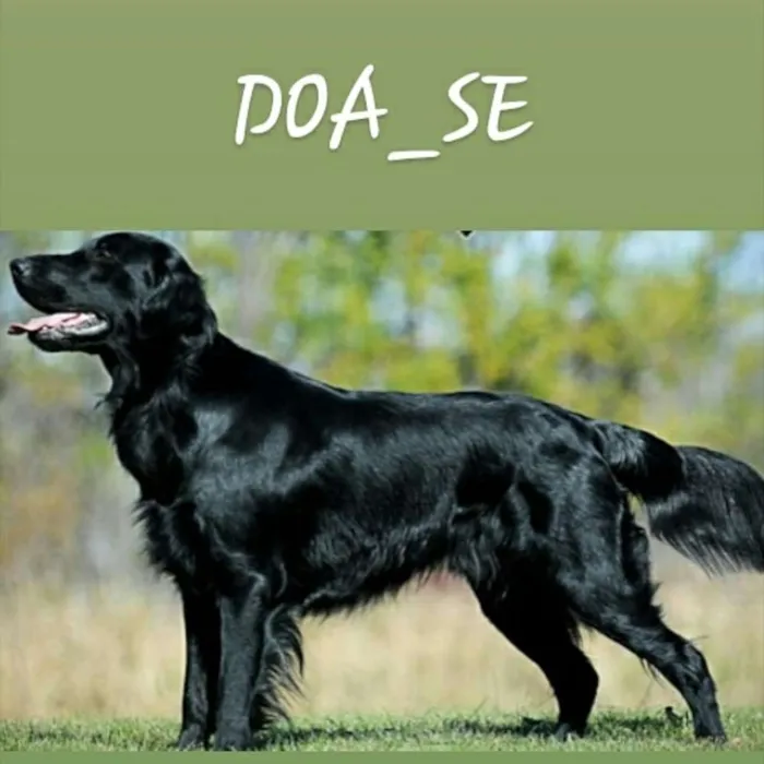 Cachorro raça Golden idade 1 ano nome Poly