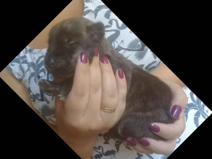 Cachorro raça Golden idade 1 ano nome Poly