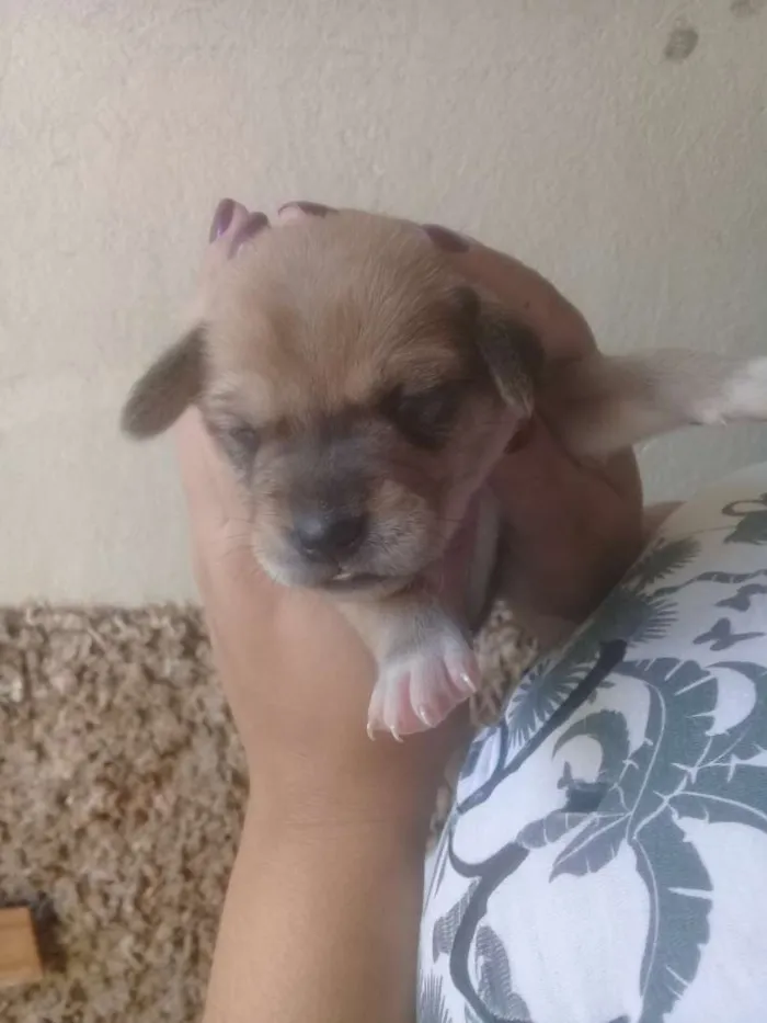 Cachorro raça Golden idade 1 ano nome Poly