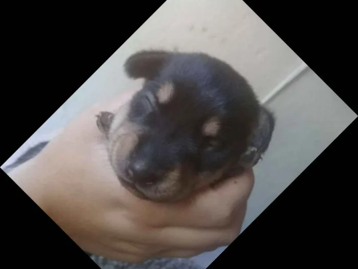 Cachorro raça Golden idade 1 ano nome Poly